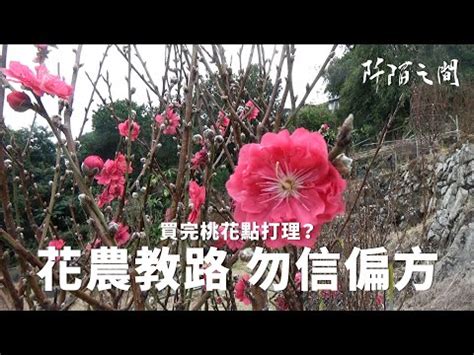 桃花哪裡買|桃花 盆栽｜優惠推